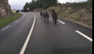 Collioure : la D914 coupée ce vendredi matin, trois ânes et un mulet sur la chaussée