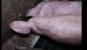 Allier : L214 dénonce l'insalubrité d'un élevage de porcs Herta «Préférence»