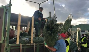 Sapins de Noël, le Breton Floval prépare ses commandes 