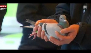 Un pigeon voyageur vendu 1,6 million d’euros aux enchères, un record ! (vidéo)