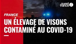 France. Un élevage de visons contaminé au Covid-19