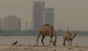 Pakistan: à Karachi,les mangroves menacées par le béton