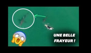 Ce surfeur australien échappe miraculeusement à un requin