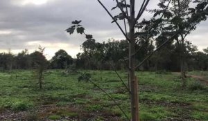 Chantier de reboisement à Harnes