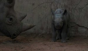 Une espèce rare de rhinocéros née au zoo de Chester dans le nord de l'Angleterre