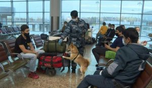 En Russie, des chiens-chacals s’entraînent pour détecter les malades du Covid-19