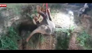 Inde : Sauvetage extrême d’un éléphant tombé au fond d’un puit de 20 mètres ! (vidéo)