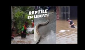 Un gigantesque python dans les rues de Jakarta après des pluies torrentielles