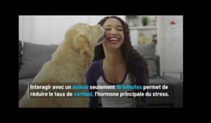 Chiens et chats contre le stress