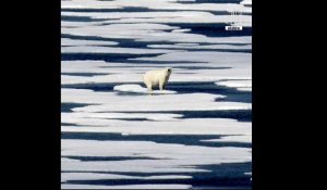 L'ours blanc, une espèce de plus en plus menacée