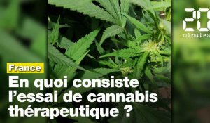Cannabis thérapeutique : En quoi consiste l’expérimentation en France sur 3.000 patients?