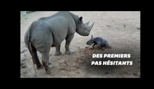 Les premiers pas hésitants de ce bébé rhinocéros vont vous faire craquer