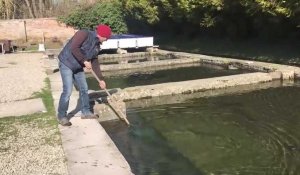La saison des poissons d’étang se termine à la Pisciculture de Vanault-les-Dames
