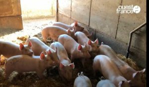 VIDÉO. À la ferme Gosselin, les deux frères élèvent leurs cochons dans le respect des animaux