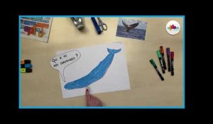 Les baleines - Dessine-moi une actu (14)