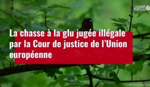 VIDÉO. La chasse à la glu jugée illégale par la Cour de justice de l’Union européenne