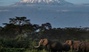 Kenya : des éléphants menacés par la culture des avocats
