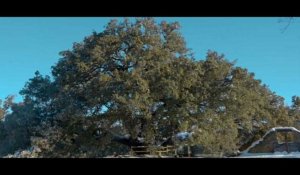Le chêne vert de Lecina élu "arbre européen de l'année"