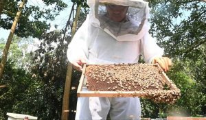 Colombie: les apiculteurs dénoncent un pesticide tueur d'abeilles