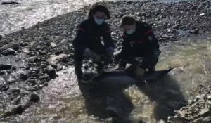 VIDÉO.  Un dauphin échoué sur la plage de Kerrest à Plozévet.