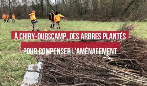 À Chiry-Ourscamp, Des arbres plantés pour compenser l’aménagement du canal Seine-Nord Europe