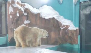 Chine: réception glaciale pour un hôtel qui exhibe des ours polaires