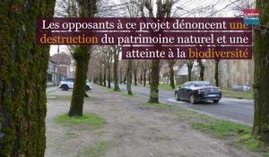 Grosse opposition autour de l'abattage de tilleuls à Soissons