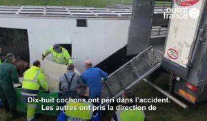 VIDÉO. Entre Angers et Rennes, un camion transportant 160 cochons renversé, 18 animaux décédés
