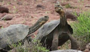 Aux Galapagos, des tortues géantes relâchées pour relancer les écosystèmes