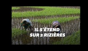 Le "père" du Bangladesh a eu droit à un portrait qui s'étend sur 400 mètres de rizières