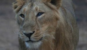 Une maladie virale menace les derniers lions d'Asie de l'Inde