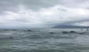Remise à flot de "dauphins-pilotes" en Nouvelle-Zélande