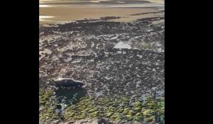 Insolite : une voiture franchit une zone rocheuse sur la plage de Wimereux