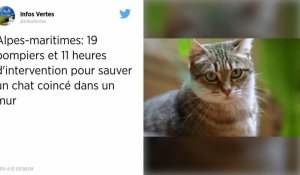 Alpes-Maritimes. Des pompiers mobilisés pendant 11 heures pour sauver un chat