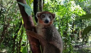 A Madagascar, les lémuriens menacés par le braconnage