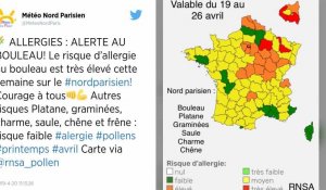 Allergies : le pollen de bouleau s'abat sur toute la France