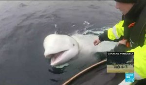 Norvège : une baleine blanche suspectée d'avoir été entraînée par l'armée russe
