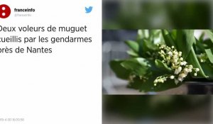Un millier de brins de muguet volés près de Nantes à la veille du 1er mai