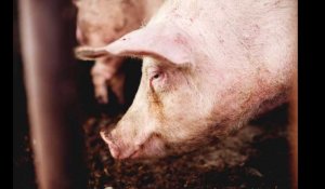Pyrénées-Orientales. Des animaux sauvés d'une « ferme de l'horreur » par une association et les gendarmes