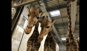 Coulisses du zoo de Vincennes: Manucure de rhino, dressage d'otaries et nourrissage de girafes