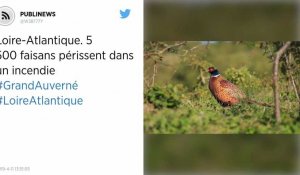 Loire-Atlantique. 5 500 faisans périssent dans un incendie