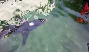 Marseille : un requin de 3m coincé dans le port de l'Estaque