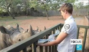 Face au fléau du braconnage, un orphelinat pour bébés rhinos en Afrique du Sud.