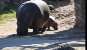 Carnet rose chez les hippopotames de Pairi Daiza
