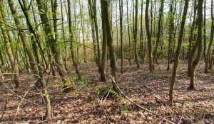 A Mons-en-Baroeul, randonnée en forêt, à La Pilaterie