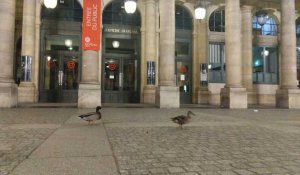 A Paris, les canards profitent du confinement pour sortir