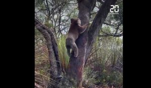 Australie: Des koalas sauvés des récents feux de forêt retrouvent leur liberté