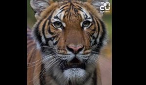 Coronavirus : Un tigre d'un zoo de New York testé positif