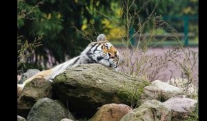 Coronavirus. Un tigre d'un zoo de New York testé positif au Covid-19