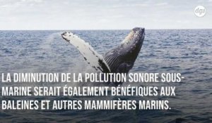 Covid-19 : la baisse du trafic maritime réduit largement la pollution sonore sous-marine